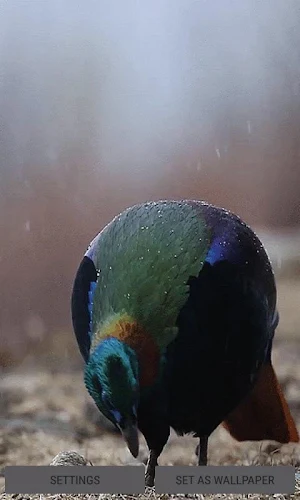 Rainy Blue Bird LWP Screenshot 0