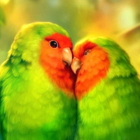 Beautiful hd bird wallpapers