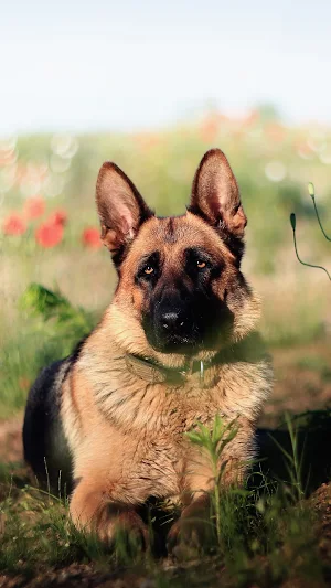 German Shepherd Wallpapers Screenshot 0