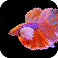 Koi Fish Wallpaper