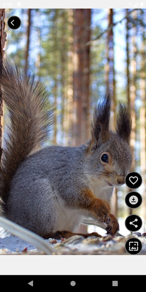 Cute Animal Wallpapers Screenshot 3