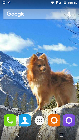 Pomeranian Dog Wallpaper Hd Screenshot 3