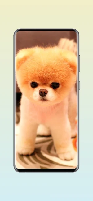 Cute Pomeranian Wallpapers Screenshot 2
