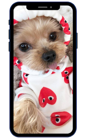 Yorkshire terrier Wallpapers Screenshot 3