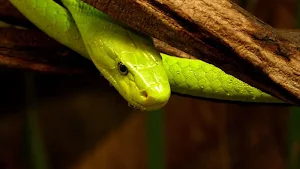 Snakes wallpapers Screenshot 3