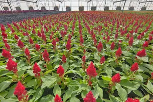Cockscomb Flower Wallpapers Screenshot 3