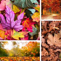 Fall Wallpapers & Backgrounds