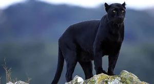 Black Panther Wallpaper HD Screenshot 1