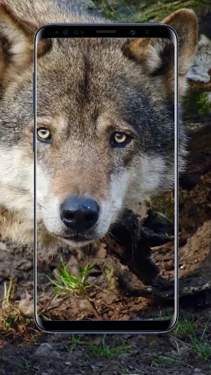 Wolf Wallpapers Screenshot 0