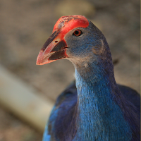 Purple Swamphen Sounds