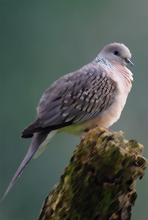 Spotted dove sounds ~ Sboard.pro Screenshot 0