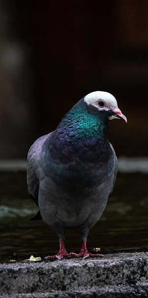 Pigeon Video Wallpapers Screenshot 0