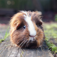 Guinea Pig Sounds