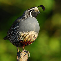 Quail Sounds & Calls