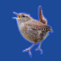 ChirpQuiz: learn bird songs
