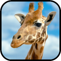 Giraffe Wallpapers