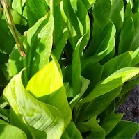 Green Planet App