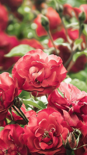 Flower Wallpapers HD 2021 Screenshot 3