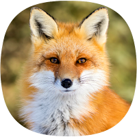 Fox Sounds