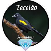 Canto Fêmea de Tecelão