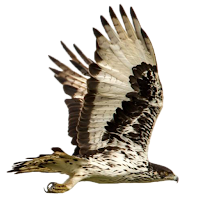 Eagle Attack 2