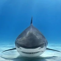 Sharks Wallpaper