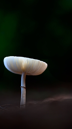 Mushroom Wallpaper Screenshot 0