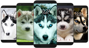 Husky Dog Wallpaper HD Screenshot 0