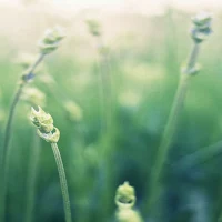 Relaxing Wallpapers