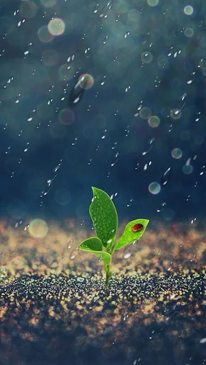 Rain Wallpapers Screenshot 3