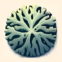 LicheN