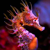 Seahorse Wallpapers