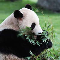 I wanna escape from the panda