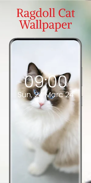 Ragdoll Cat Wallpaper Screenshot 3