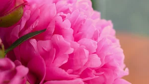 Peony Wallpapers Screenshot 3
