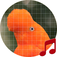 Birds Sounds of Peru ~ Sboard.pro