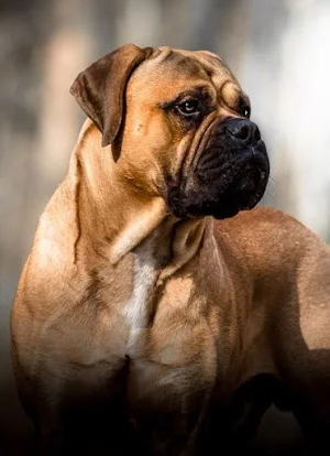 Bullmastiff Dog Wallpapers Screenshot 0