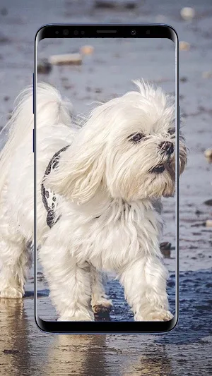 Maltese Dog Wallpapers Screenshot 3