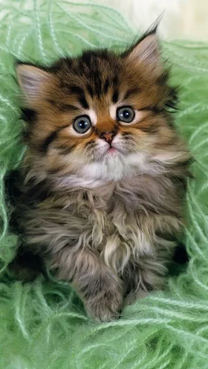 Cute kittens Screenshot 1