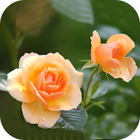 Flower Wallpaper 2024