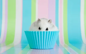 Hamster Wallpapers Screenshot 2