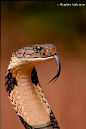 King Cobra Snake Wallpapers Screenshot 1