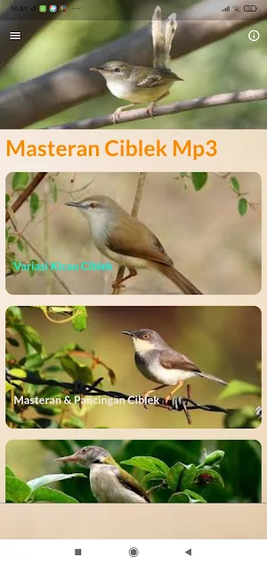 Masteran Ciblek Ngebren Screenshot 2