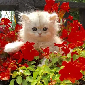 Kittens and flowers Screenshot 0