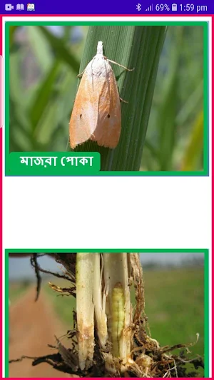 ধানের ক্ষতিকর পোকা দমন ~ Rice Insects Screenshot 3