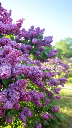 Lilac Wallpapers Screenshot 2
