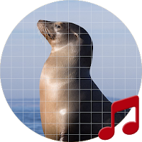 Sea lion sounds ~ Sboard.pro