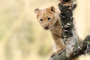 Africa wallpapers Screenshot 1