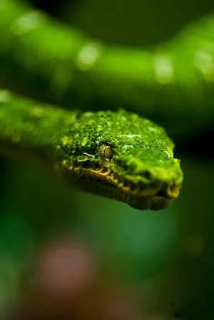 Bamboo Pit Viper Wallpapers Screenshot 2