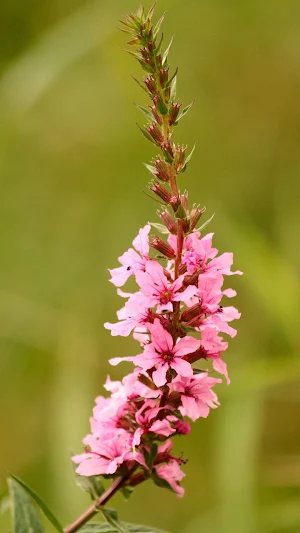 Loosestrife Wallpaper Screenshot 3